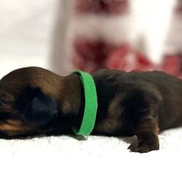 Boy Green - Red Dachshund puppy in Modesto, California from Lola’s Doxies