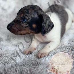 Dobby - Piebald male Dachshund puppy in Lufkin, Texas from CSW Dachshunds