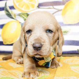 Teddy - Blue tan and white male Basset Hound puppy in Antlers, Oklahoma from Rocking H