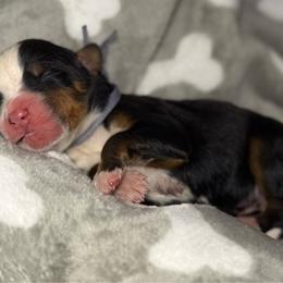 Diesel - gray collar - Tri-color male Bernese Mountain Dog puppy in Yuciapa, California from AlltheDoodlez_