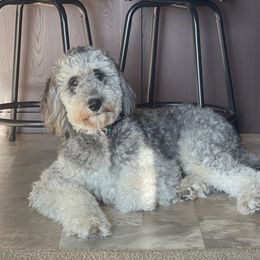 Benny - Bernedoodle