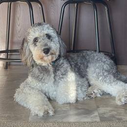 Benny - Bernedoodle
