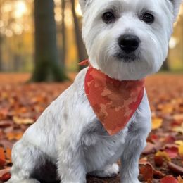 Stevii Jo - West Highland White Terrier