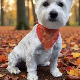 Stevii Jo - West Highland White Terrier
