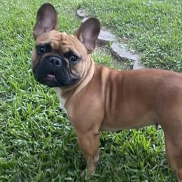 French Bulldogs from French Kiss Frenchies