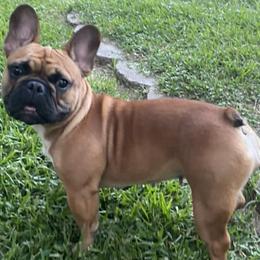 French Bulldogs from French Kiss Frenchies