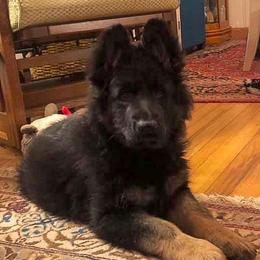 German Shepherd Puppies from Tabor Springs GSD