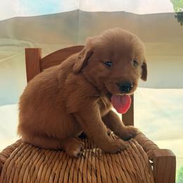 Boy 2 Orange - Dark golden male Golden Retriever puppy in Joshua, Texas from 3 Gun Retrievers