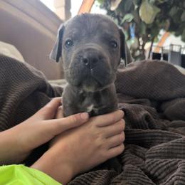 Navy Blue collar: Basil - Gray male Cane Corso puppy in Franktown, Colorado from Earth and Ship Cane Corso