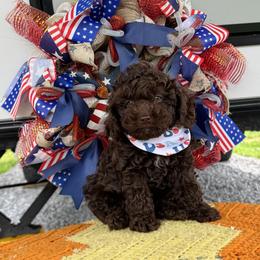 Chip - Brown male Cockapoo puppy in Berea, Kentucky from Blair’s Furry Friends