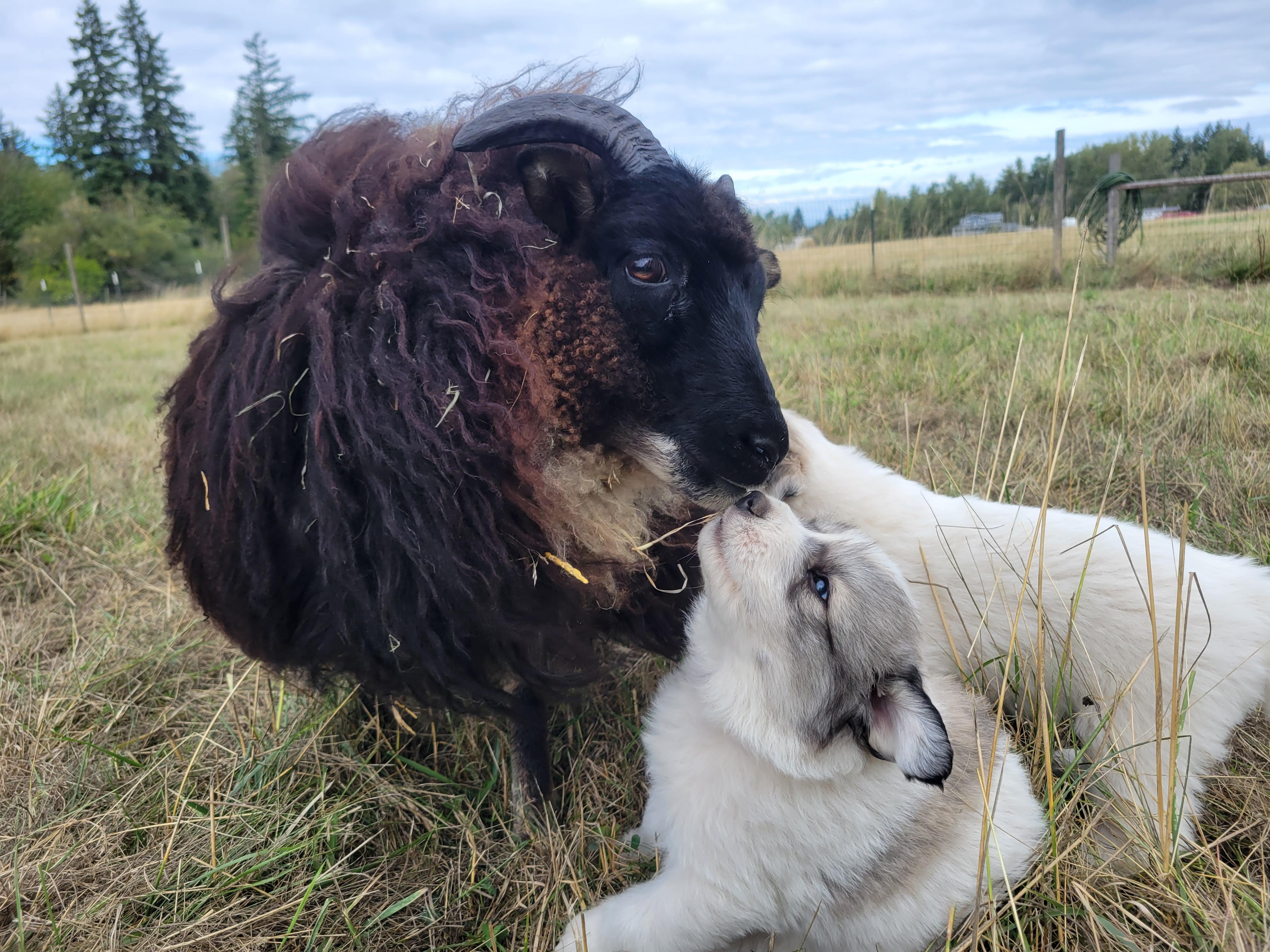 Lydia's Flock in Washington Great Pyrenees puppies Good Dog