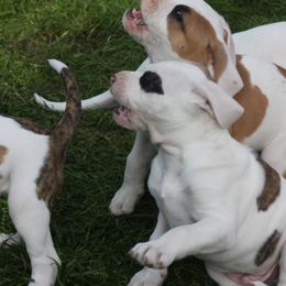 American Bulldog Puppies from Ferocia Kennels