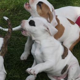 American Bulldog Puppies from Ferocia Kennels