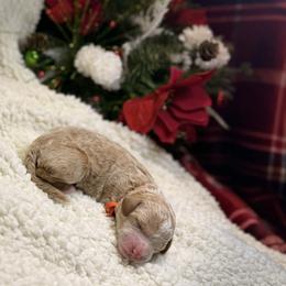 Girl 3 - female Goldendoodle puppy in New Iberia, Louisiana from Crystal's Goldendoodles