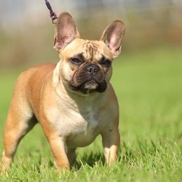 French Bulldogs from Diana's French Bulldogs