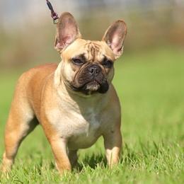 French Bulldogs from Diana's French Bulldogs