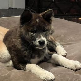 Japanese Akitainus from Corado's Pups