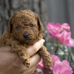 Poodle Puppies from Southern Girls Poodles