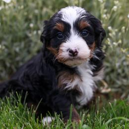 Stone - Tri-color male Bernedoodle puppy in Payson, Utah from Little Diamond Doodles