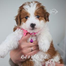 Red White Large spot - Brown and white female Aussiedoodle puppy in Plain City, Utah from Myers Desert Doodles