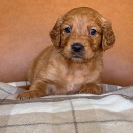 Gray Collar - Dark golden male Golden Retriever puppy in Cheyenne, Wyoming from Golden Badger Kennels