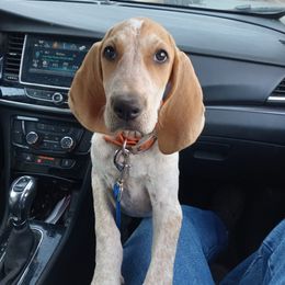 Pepper - American English Coonhound