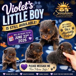Blue Tan Boy - Blue and tan male Pomeranian puppy in Harrah, Oklahoma from Sunshines Pomeranians & Cavapoos