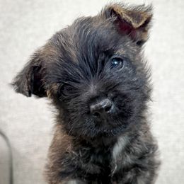 Theo - Black brindle male Cairn Terrier puppy in St. Joseph, Missouri from Stone & Thistle Cairn Terriers