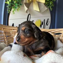 Loki - Dapple male Dachshund puppy in Jacksonville, North Carolina from Lizzie’s Doxies