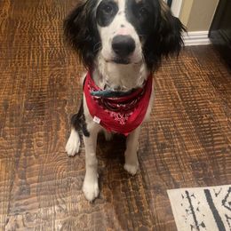 Tex - Black and white male French Bulldog puppy in Murphy, Texas from Mathew Household Frenchies