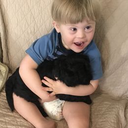 Goldendoodle Puppies from Beary GoldenDoodles