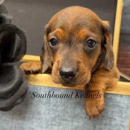 Dreamer - Dapple male Dachshund puppy in Leoma, Tennessee from Southbound Kennel