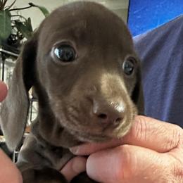 Harper - Chocolate female Dachshund puppy in Griffin, Georgia from Always Trippin' Doxie Life