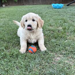 Miss Pink - Golden female Golden Retriever puppy in Carmichael, California from Sadie Lane Family Goldens