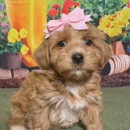 Balsam - Red female Havanese puppy in Clermont, Florida from Country Sweet Havanese and Creative Coaching