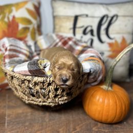 Orange collar - Dark golden male Golden Retriever puppy in Monroe, Tennessee from Golden Girls Furever Friends