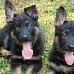 German Shepherds from Kash Flow Kennels