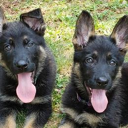 German Shepherds from Kash Flow Kennels