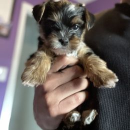 Rottweiler and Yorkshire Terrier Puppies from Superior Family Kennels