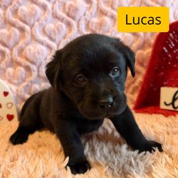 3rd pick Black Male - Black male Labrador Retriever puppy in Farmington, Missouri from Granite Creek Kennel