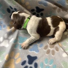 Boy 2 - Brown roan Spinone Italiano puppy in Cecil County, Maryland from Turkey Point Spinone Pups