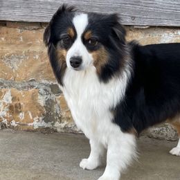 Riata - Miniature American Shepherd