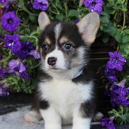 Pembroke Welsh Corgi Puppies from Salted Rim Corgis