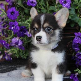 Pembroke Welsh Corgi Puppies from Salted Rim Corgis