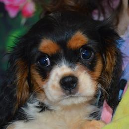 Chad - Tri-color male Cavalier King Charles Spaniel puppy in Townville, South Carolina from Mid Lake Cavaliers