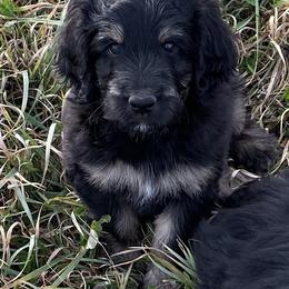 Poodle and Aussiedoodle Puppies from Signature Doodles