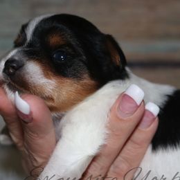 Yorkshire Terrier Puppies from Exquisite Yorkies