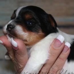 Yorkshire Terrier Puppies from Exquisite Yorkies