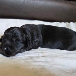 Kai - Black and cream female Dachshund puppy in Eldon, Missouri from Pure Joy Dachshunds