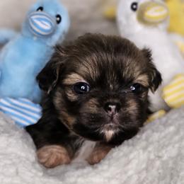 Butter Bean - Sable male Tibetan Spaniel puppy in Vancouver, Washington from Trillium Tibetan Spaniels